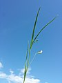 Inflorescence