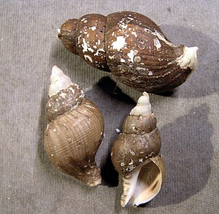 <i>Latisipho</i> Genus of gastropods