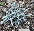 Lavandula latifolia plant (03).jpg