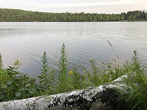 View of Lax Lake from the shore. Lax Lake View from Shore.jpg