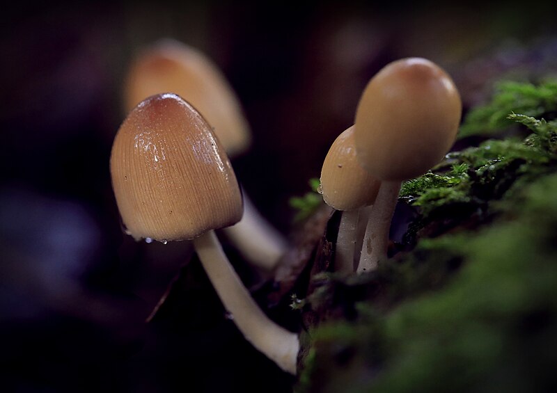 File:Leigh Woods Mushrooms.jpg