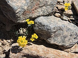 Lemmon's draba (Draba lemmonii)