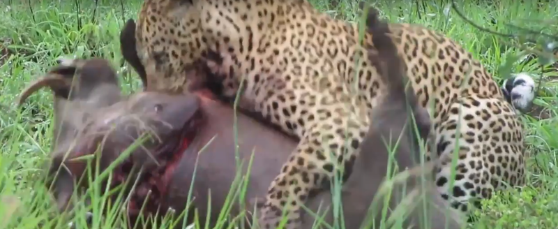 File:Leopard Killing Warthog Graphic Latest Wildlife Sightings Hd 3.png