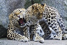 Amur leopard with cub at the Minnesota Zoo Leopord.jpg