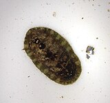 A living Lepidochitona chiton Lepidochitona cinerea.JPG