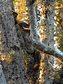 <span class="mw-page-title-main">Petter's sportive lemur</span> Species of lemur