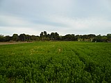 ]] (Baix Llobregat) (El Prat de Llobregat, Viladecans, Gavà i altres). This is a a photo of a natural area in Catalonia, Spain, with id: ES510103 Object location 41° 16′ 48″ N, 2° 05′ 24″ E  View all coordinates using: OpenStreetMap