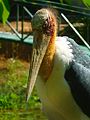 * Nomination A Lesser Adjutant (Leptoptilos javanicus) at Thiruvananthapuram Zoo, Kerala, India. --Shishir 11:20, 12 March 2017 (UTC) * Decline  Oppose Overexposed whites, noise reduction artifacts and disturbing background. --C messier 13:11, 12 March 2017 (UTC)