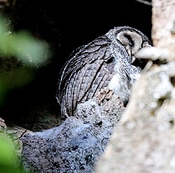 Lesser Sooty Owl (Tyto multipunctata) (30566643833).jpg