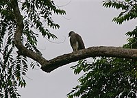 Lesser fish-eagle.jpg