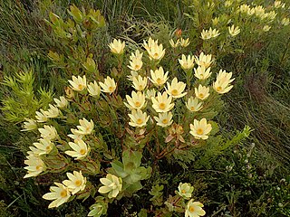 <i>Leucadendron gandogeri</i> Species of plant in the family Proteaceae native to South Africa