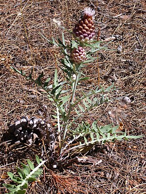 Cone head (Rhaponticum coniferum)