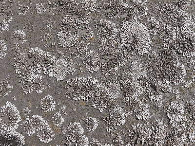 Unknown lichen