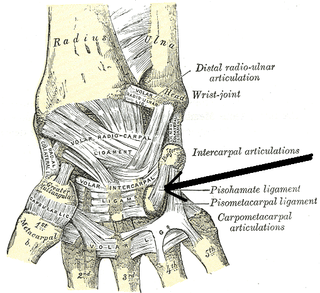 Pisohamate ligament