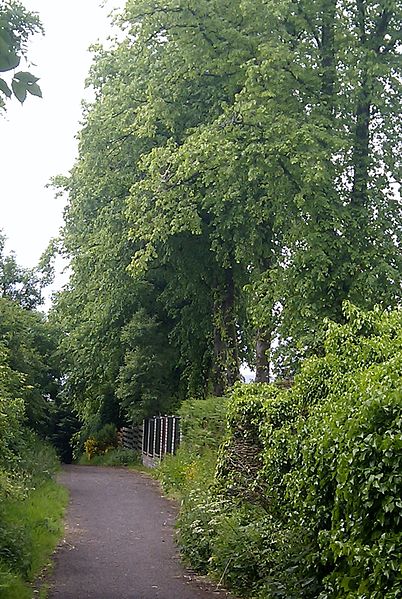 File:Lime tree avenue at Morishill.jpg