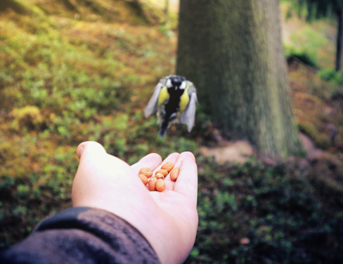 A small bird flying to my hand for some food, Helsinki, Finland