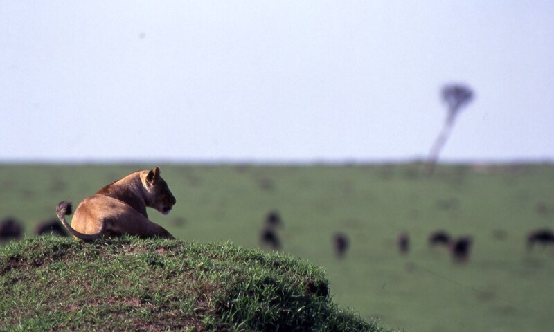 File:Lion d'Afrique (8683114440).jpg