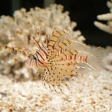 Lionfish.jpg