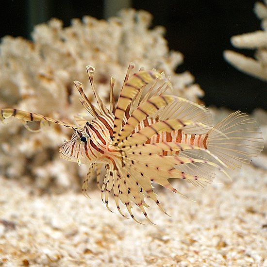 Рыба лев. Крылатка Pterois volitans. Рыба Pterois volitans. Рыба полосатая крылатка. Pterois lunulata.