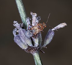 Description de l'image Liorhyssus hyalinus MHNT Léguevin.jpg.