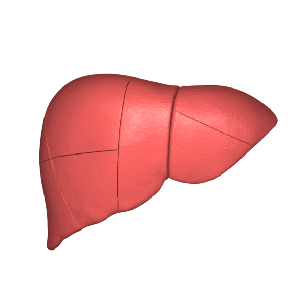 File:Liver 03 anterior view.png