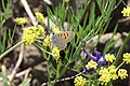 Lomatium triternatum