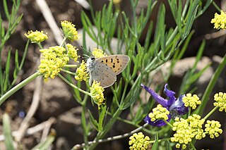 <i>Lycaena rubidus</i>