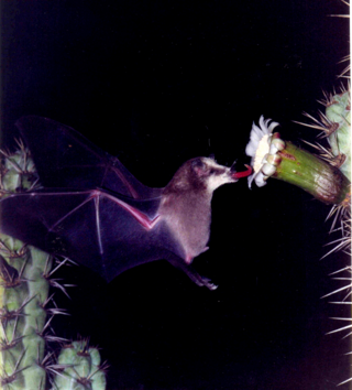 <span class="mw-page-title-main">Goldman's nectar bat</span> Species of bat