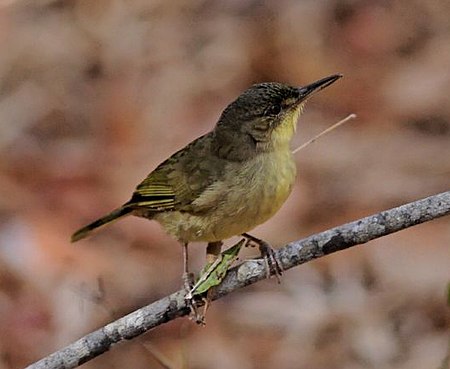 Tập_tin:Long-billed_Greenbul.jpg