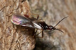 самець Loricula sp. (<2 mm)