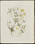 Lotus corniculatus (modern=Lotus corniculatus subsp. corniculatus) (Plate 0183)