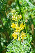 Lupinus arboreus