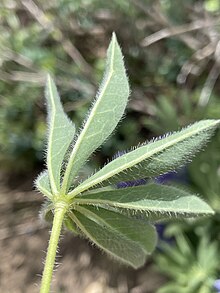 Underside of leaf Lupinus prunophilus - Matt Berger 03.jpg