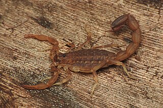 <i>Lychas srilankensis</i> Species of scorpion