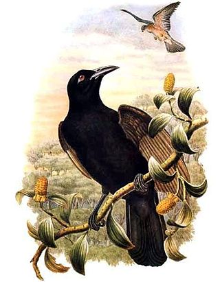 <span class="mw-page-title-main">Paradise-crow</span> Genus of birds