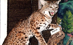 Lynx Roux: Description, Évolution de l’espèce et sous-espèces, Comportement