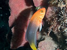 Lyretail dottyback (Pseudochromis steenei) (28181794338).jpg