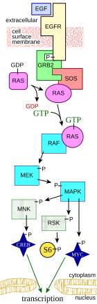 Dimérisation des récepteurs [11. Introduction à la signalisation cellulaire  [biologie cellulaire]]