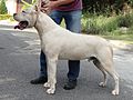 File:0Dogo-argentino-22122251920.jpg - Wikimedia Commons