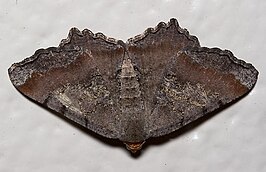 Semiothisa transitaria