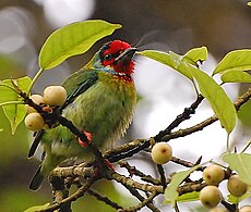 Malabar Barbet (Psilopogon malabaricus) - Masculin - Sakleshpur - India -2009.jpg