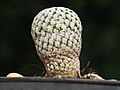 Mammillaria pectinifera