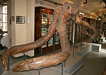 Mammuthus-meridionalis-Skelett