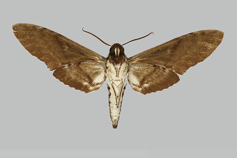 File:Manduca gloriosa JH301 male un edi.jpg