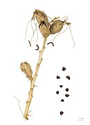 Manfreda maculosa (Texas Tuberose, Spice Lily), seeds