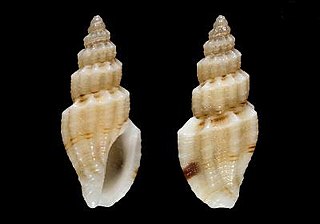 <i>Mangelia carinata</i> Species of gastropod