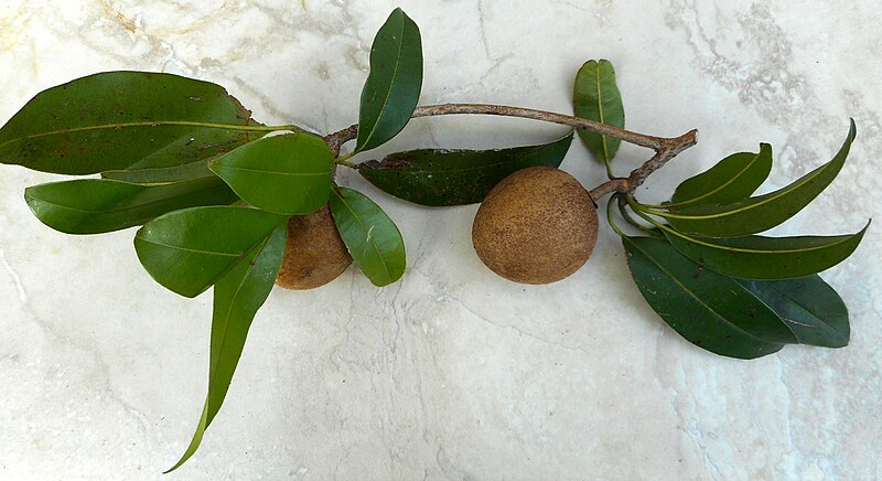 File:Manilkara zapota - Nispero fruit and leaves 01.jpg