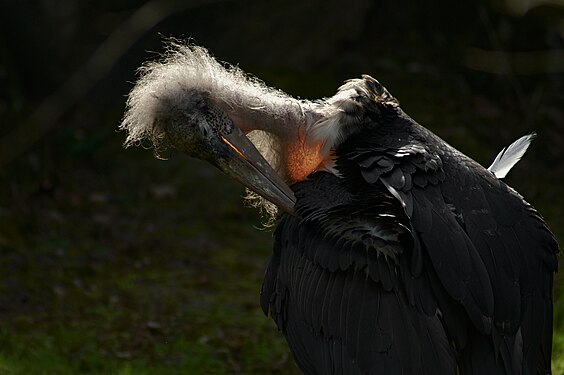 Marabou in back light