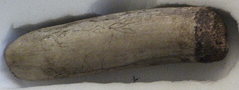 Tête de cervidé tournée à gauche gravée sur un outil en bois de renne[6].