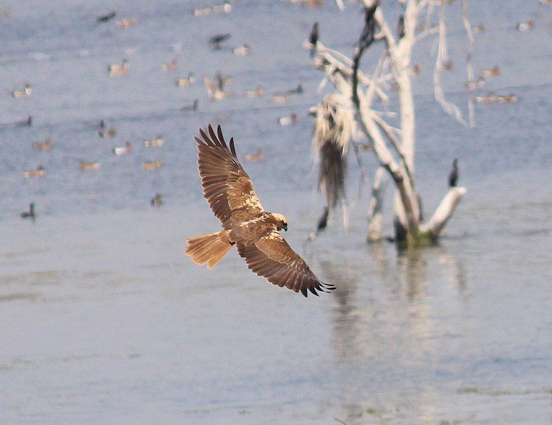 File:Marsh Harrier Female.jpg